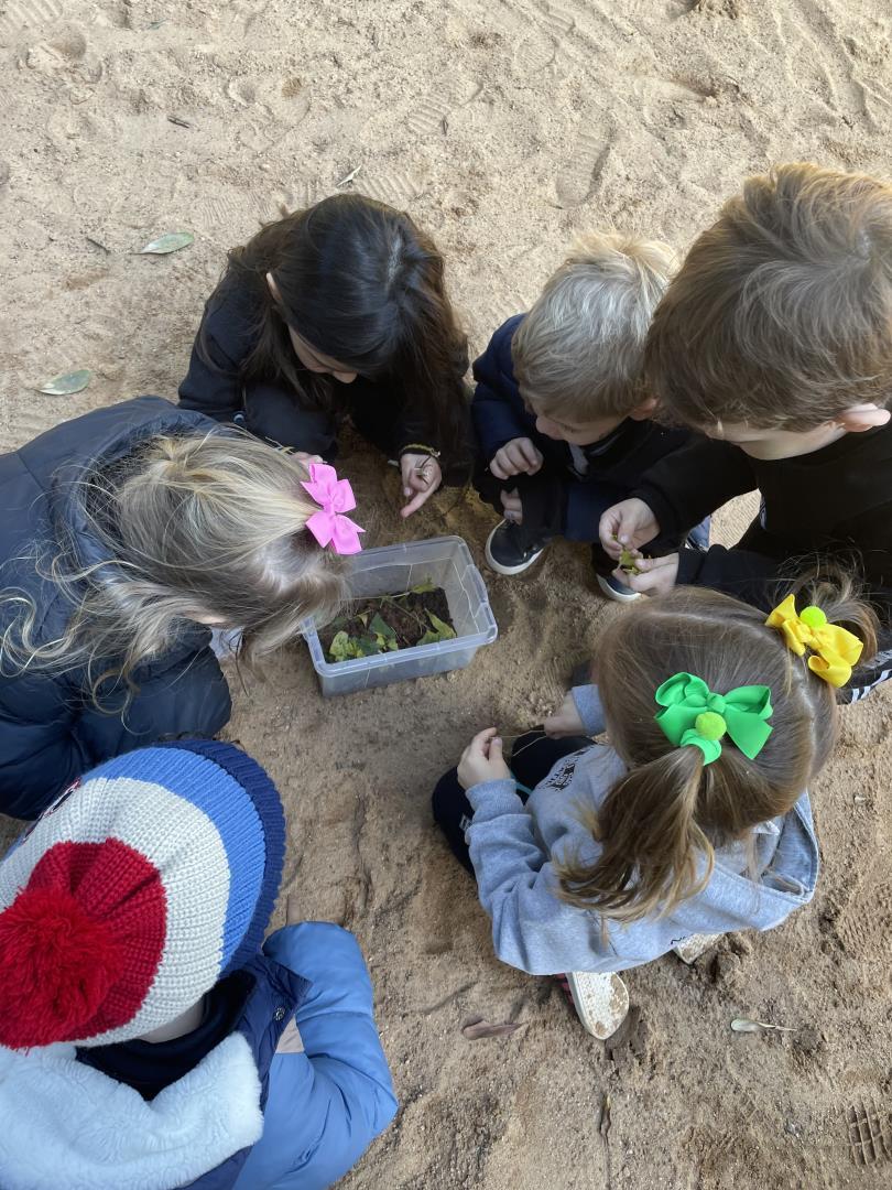 Do Formigueiro à Natureza: uma experiência de investigação do Kindergarten 3 da Unidade Oswaldo Cruz
