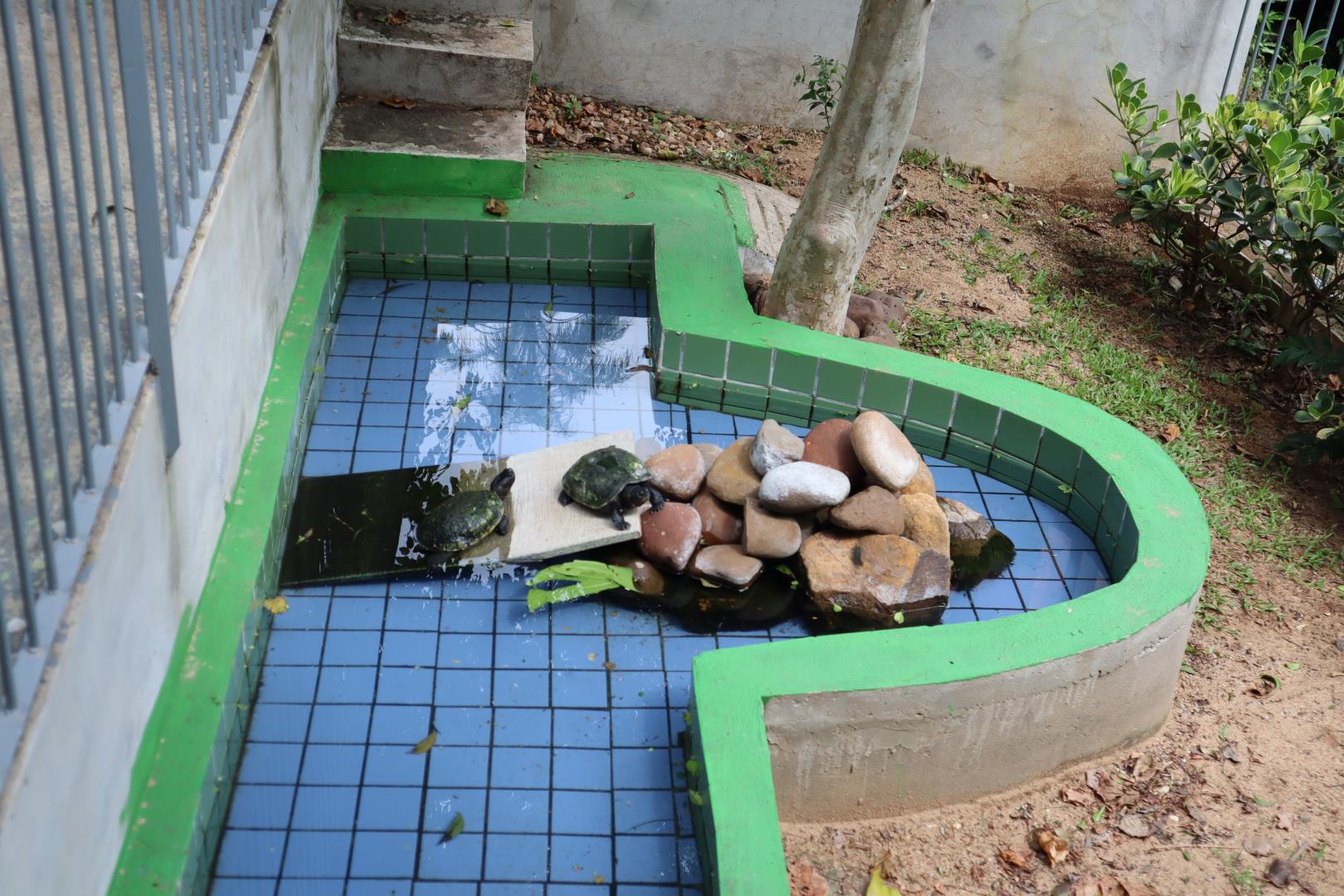 Turma do Casco é o nome escolhido para o espaço das tartarugas na Unidade Oswaldo Cruz